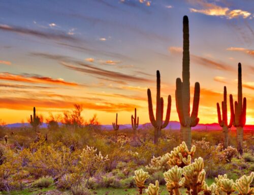 Visiting Arizona During the Winter